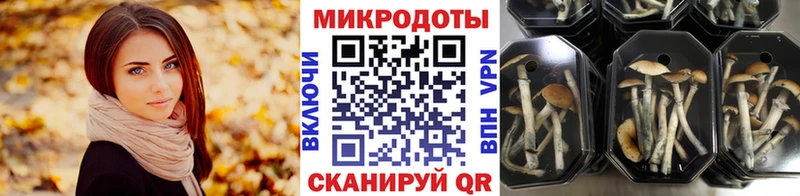 Галлюциногенные грибы Psilocybine cubensis  как найти наркотики  Горно-Алтайск 