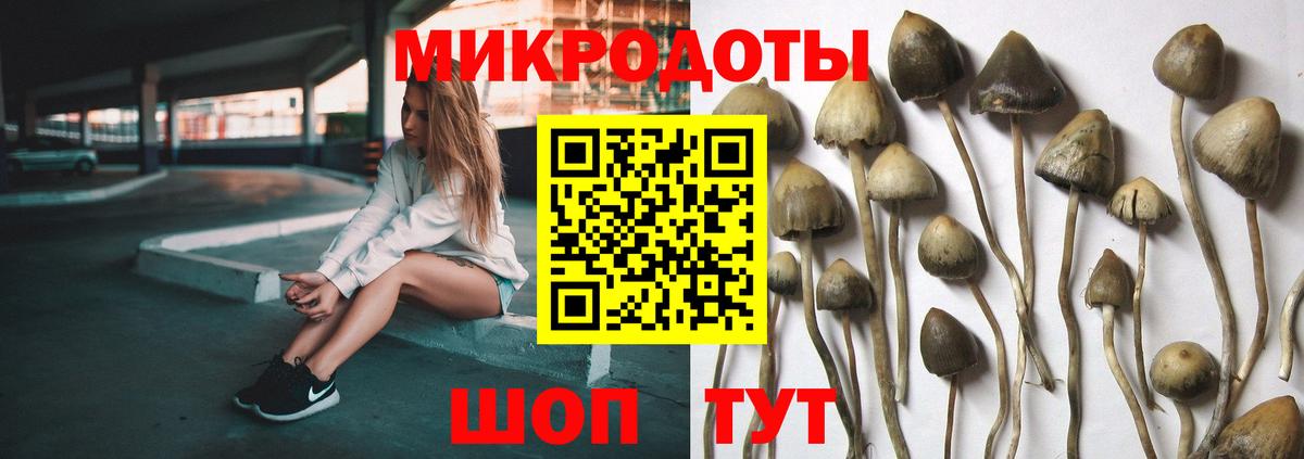 Горно-Алтайск  Псилоцибиновые грибы Psilocybe  Вход с VPN 